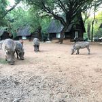 Mlilwane Camp resident warthog